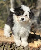 Esther, a female Maltese and Toy Australian Shepherd for sale in Lexington, OK – Photo 4 of 10