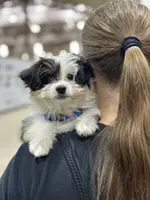 Esther, a female Maltese and Toy Australian Shepherd for sale in Lexington, OK – Photo 10 of 10