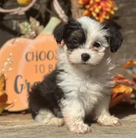Esther, a female Maltese and Toy Australian Shepherd for sale in Lexington, OK – Photo 5 of 10