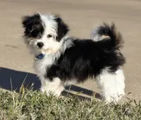 Esther, a female Maltese and Toy Australian Shepherd for sale in Lexington, OK – Photo 3 of 10