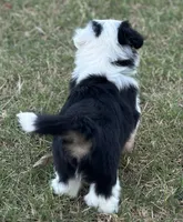 Esther, a female Maltese and Toy Australian Shepherd for sale in Lexington, OK – Photo 6 of 10