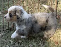 Sterling, a male Toy Australian Shepherd and Havamalt for sale in Lexington, OK – 10 of 10