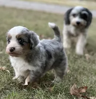 Sterling, a male Toy Australian Shepherd and Havamalt for sale in Lexington, OK – 5 of 10