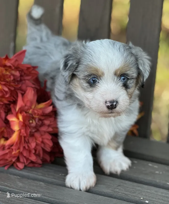 Sterling – Toy Australian Shepherd, Havamalt puppy for sale in Lexington, OK
