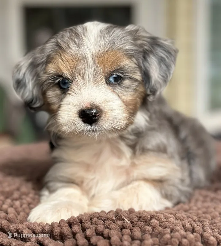 Wacey – Maltese, Toy Australian Shepherd puppy for sale in Lexington, OK