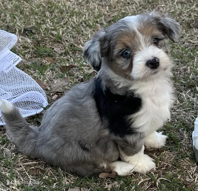 Wacey – Maltese, Toy Australian Shepherd puppy for sale in Lexington, OK