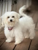Wacey, a male Maltese and Toy Australian Shepherd for sale in Lexington, OK – Photo 6 of 8