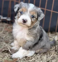 Wacey, a male Maltese and Toy Australian Shepherd for sale in Lexington, OK – Photo 2 of 8
