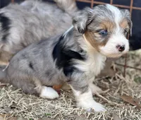 Wacey, a male Maltese and Toy Australian Shepherd for sale in Lexington, OK – Photo 5 of 8