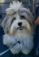 Wacey, a male Maltese and Toy Australian Shepherd for sale in Lexington, OK – Photo 8 of 8