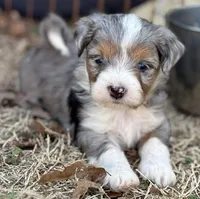 Wacey, a male Maltese and Toy Australian Shepherd for sale in Lexington, OK – Photo 1 of 8