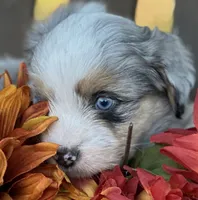 Sterling, a male Toy Australian Shepherd and Havamalt for sale in Lexington, OK – 3 of 10