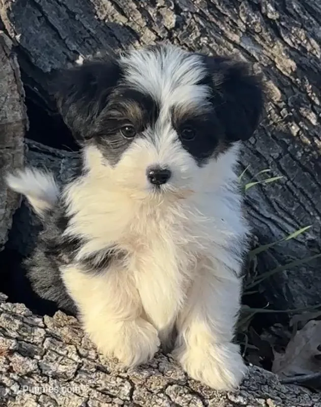 Stetson – Maltese, Toy Australian Shepherd puppy for sale in Lexington, OK