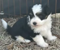Stetson, a male Maltese and Toy Australian Shepherd for sale in Lexington, OK – Photo 1 of 5