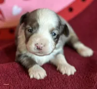 Liza, a female Maltese and Toy Australian Shepherd for sale in Lexington, OK – Photo 6 of 9