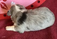 Liza, a female Maltese and Toy Australian Shepherd for sale in Lexington, OK – Photo 8 of 9