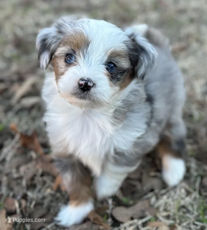 Liza – Maltese, Toy Australian Shepherd puppy for sale in Lexington, OK