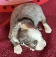 Liza, a female Maltese and Toy Australian Shepherd for sale in Lexington, OK – Photo 3 of 9