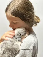 Sterling, a male Toy Australian Shepherd and Havamalt for sale in Lexington, OK – 9 of 10