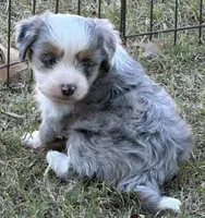 Sterling, a male Toy Australian Shepherd and Havamalt for sale in Lexington, OK – 4 of 10