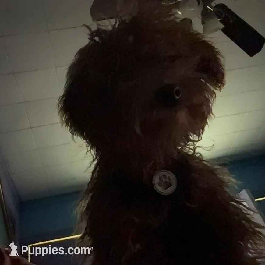 Rocky, a male Poodle - Miniature  for sale in Bath, PA – Photo 2 of 4