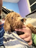 Rocky, a male Poodle - Miniature  for sale in Bath, PA – Photo 3 of 4