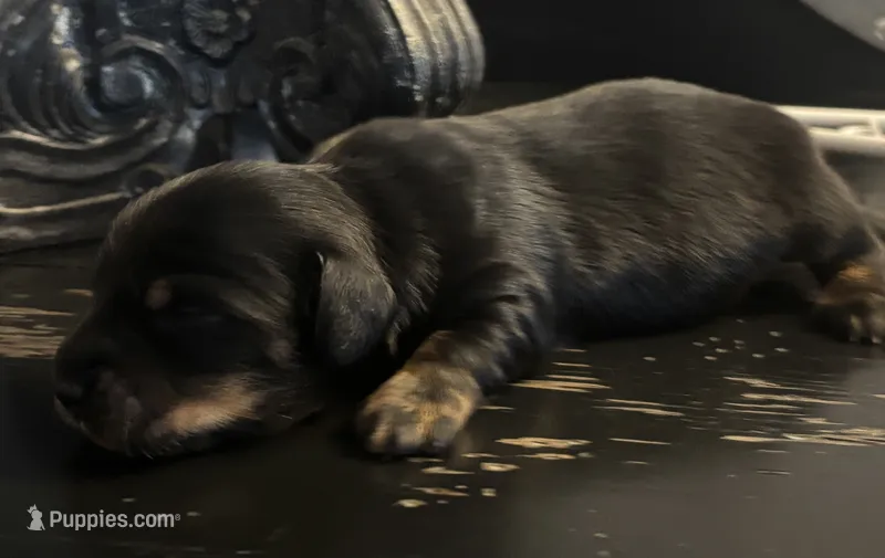 Bear – Miniature Dachshund puppy for sale in Maiden, NC