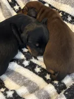   Birdie, a female Miniature Dachshund for sale in Maiden, NC – 4 of 6
