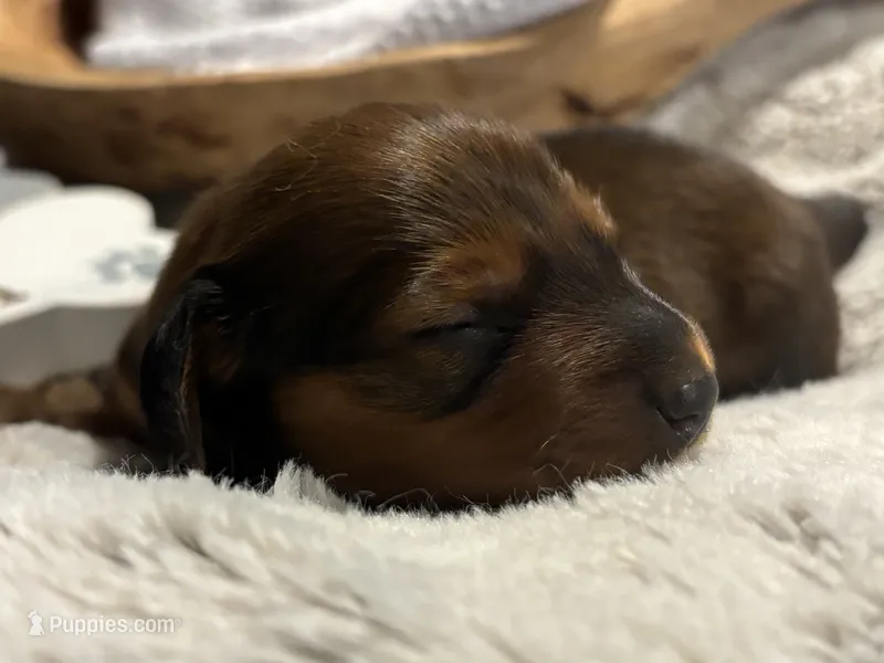   Birdie – Miniature Dachshund puppy for sale in Maiden, NC