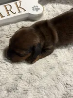   Birdie, a female Miniature Dachshund for sale in Maiden, NC – 5 of 6