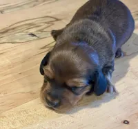   Birdie, a female Miniature Dachshund for sale in Maiden, NC – 6 of 6
