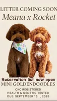 Mini golden doodles, a  Goldendoodle and Miniature Goldendoodle for sale in Bakersfield, CA – 1 of 1