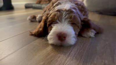Maui, a male Miniature Goldendoodle for sale in Bakersfield, CA – 1 of 1