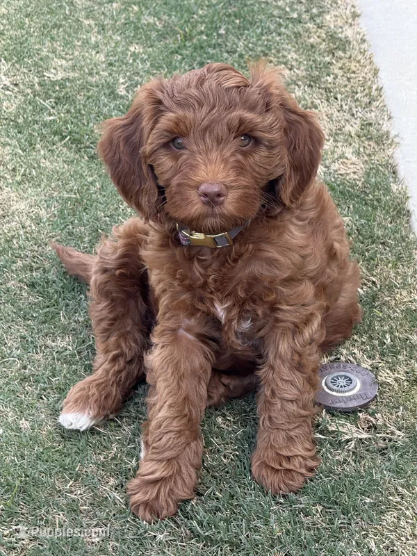 Mila – Miniature Goldendoodle puppy for sale in Bakersfield, CA