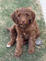 Mila, a female Miniature Goldendoodle for sale in Bakersfield, CA – 1 of 1