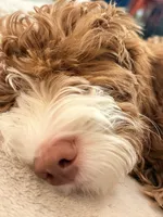 Maui, a male Miniature Goldendoodle for sale in Bakersfield, CA – 1 of 3