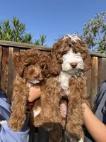 Maui, a male Miniature Goldendoodle for sale in Bakersfield, CA – 2 of 3
