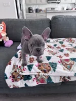 Pepe, a male French Bulldog for sale in Tracy, CA – 3 of 5