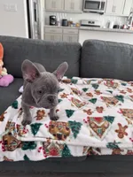 Pepe, a male French Bulldog for sale in Tracy, CA – 2 of 5