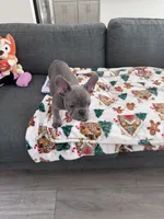 Pepe, a male French Bulldog for sale in Tracy, CA – 5 of 5