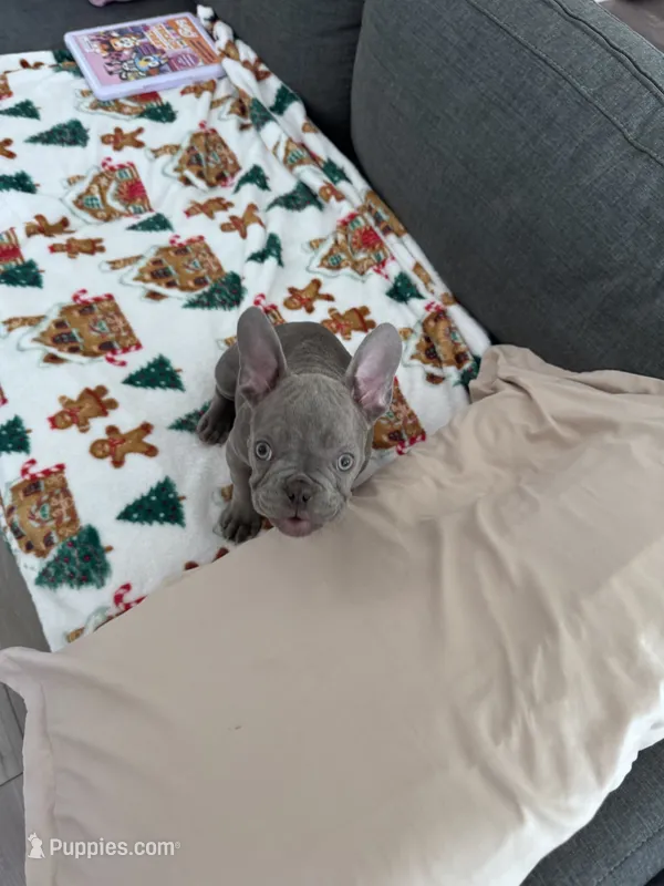 Pepe – French Bulldog puppy for sale in Tracy, CA