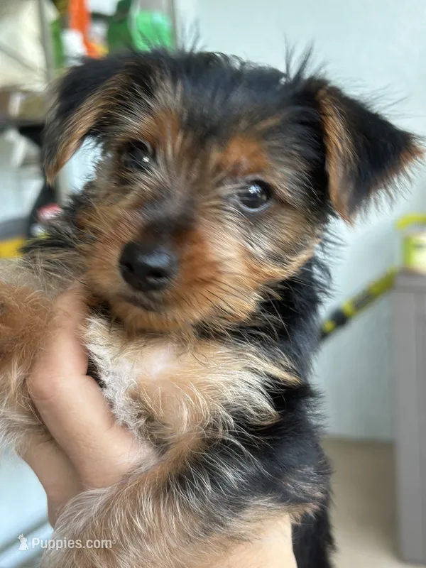 Yorkie puppy 1 – Yorkshire Terrier puppy for sale in Weeki Wachee, FL