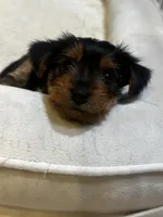 Girl Yorkie puppy, a female Yorkshire Terrier for sale in Weeki Wachee, FL – 2 of 5