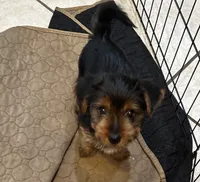 Girl puppy, a female Yorkshire Terrier for sale in Weeki Wachee, FL – 1 of 1