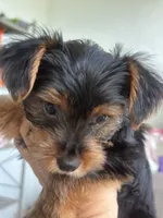 Yorkie puppy 2 , a female Yorkshire Terrier for sale in Weeki Wachee, FL – 4 of 4
