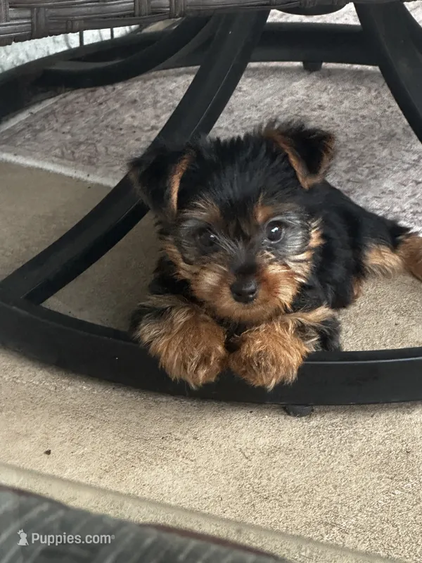 Girl Yorkie puppy – Yorkshire Terrier puppy for sale in Weeki Wachee, FL