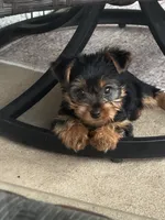 Girl Yorkie puppy, a female Yorkshire Terrier for sale in Weeki Wachee, FL – 1 of 5