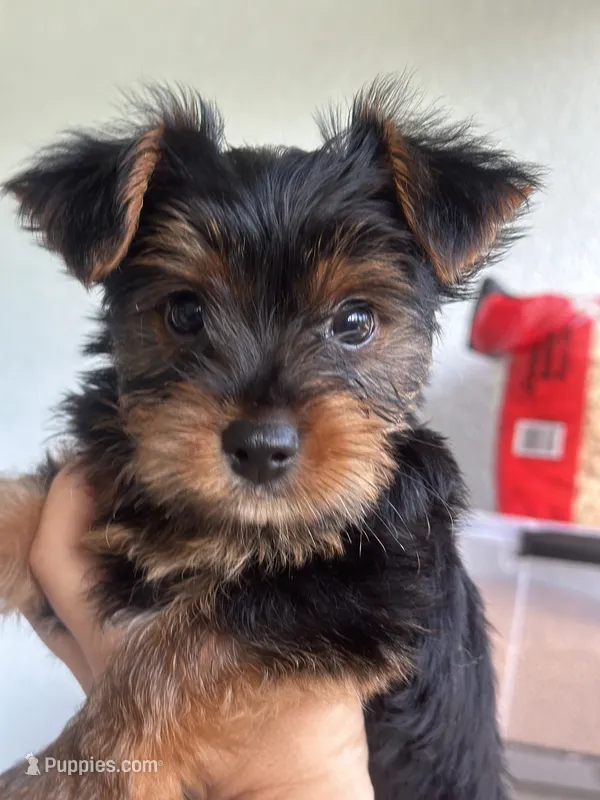 Yorkie puppy 2  – Yorkshire Terrier puppy for sale in Weeki Wachee, FL