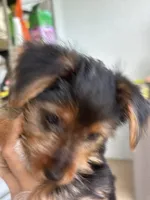 Yorkie puppy 1, a female Yorkshire Terrier for sale in Weeki Wachee, FL – 5 of 5
