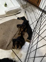 Girl Yorkie puppy, a female Yorkshire Terrier for sale in Weeki Wachee, FL – 4 of 5